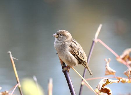 macro picture of a sparrow on a branch of the autumn の写真素材