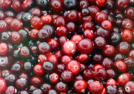 macro background with red and dark cranberry
