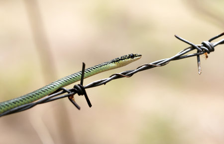 bright macro palm snake in the blurred background 

の写真素材