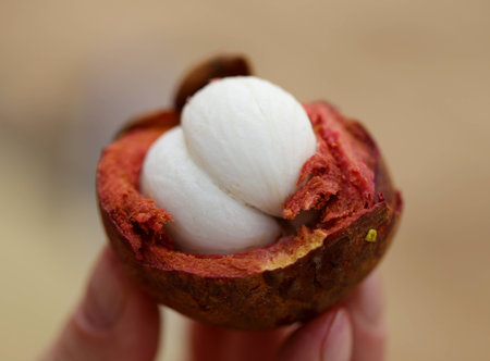 beautiful macro tasty mangosteen 