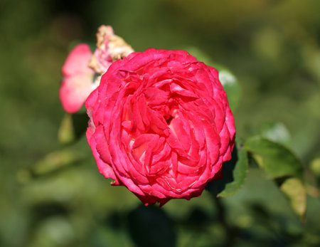 photo bright pink rose illuminated by the sunの写真素材
