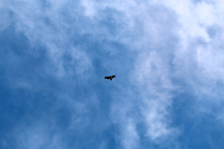 background bright sky and clouds with a silhouette of an eagleの写真素材