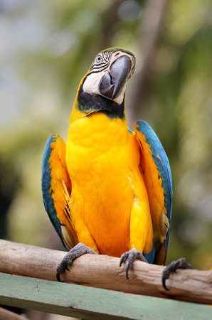 Beautiful colorful macaw parrot on a large branchの写真素材
