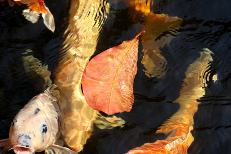 beautiful autumn leaves and carp in the pond in the parkの写真素材
