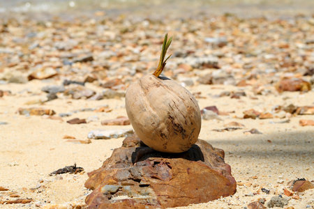 beautiful sprouting a coconut on the beachの写真素材