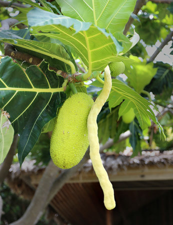 bright macro fruit jackfruit tree in the park