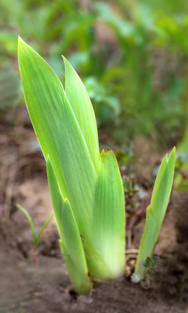 bright spring green sprouts in the gardenの写真素材
