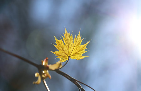 bright green young leaf maple illuminated by the sunの写真素材