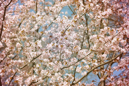 Bright fresh gentle background cherry blossoms .