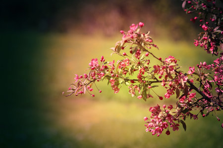 Photo Beautiful spring flowering tree with beautiful flowers