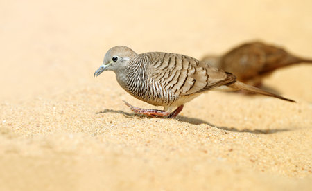 beautiful dove on a background of sand photographed close upの写真素材