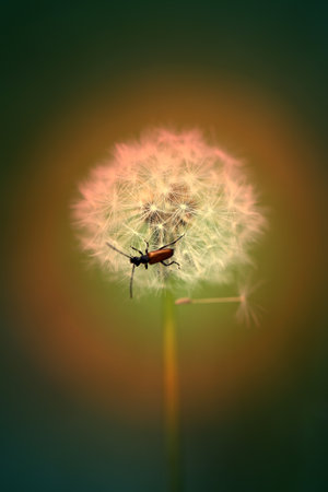 Beautiful dandelion flowers on a background of grass photographed close upの写真素材