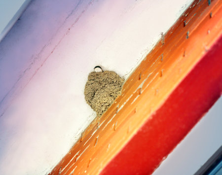 Beautiful birds nest swallow photographed close upの写真素材