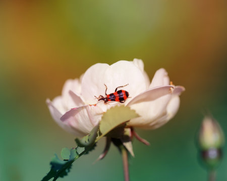 Beautiful flowers on blurred the photographed close upの写真素材