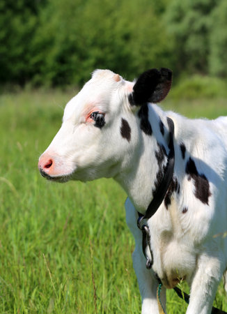 Portrait of a young bull photographed close upの写真素材
