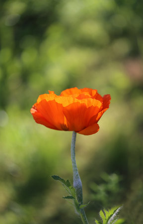 beautiful large red poppy flower photographed close upの写真素材