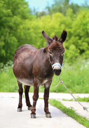 Beautiful portrait of a donkey photographed close upの写真素材