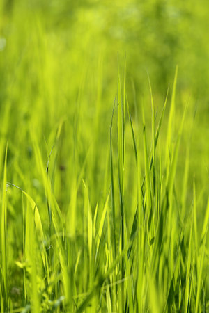 Beautiful green grass lawn photographed close up