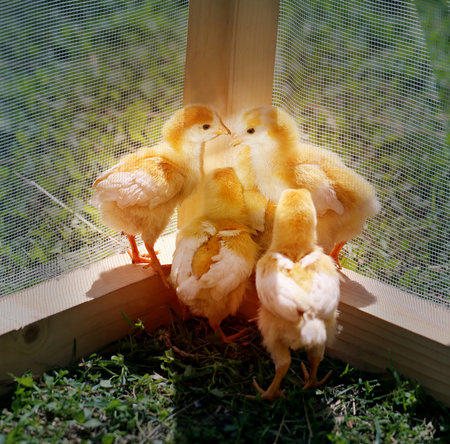 Beautiful yellow chickens on a farm photographed close upの写真素材