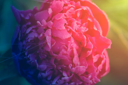 Beautiful large green leaves photographed close upの写真素材