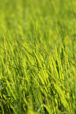 Beautiful green grass lawn photographed close up