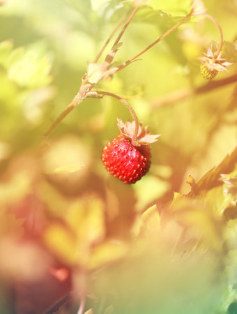 Delicious wild berry strawberry photographed close upの写真素材