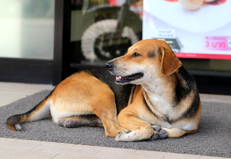 Mongrel dog lying on the rug photographed close upの写真素材