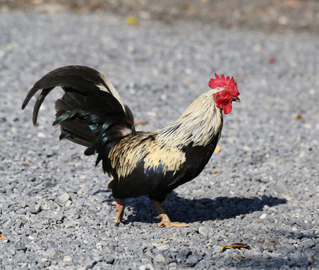 Beautiful multi colored rooster photographed close upの写真素材