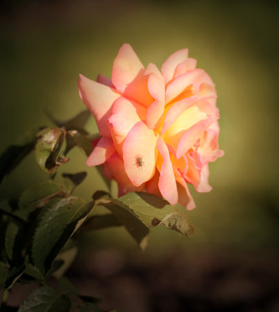 Beautiful rose flower on green background photographed close upの写真素材