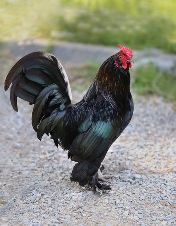 Beautiful black cock is photographed close upの写真素材