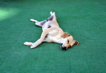 Beautiful dog resting on the green carpetの写真素材