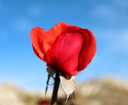 Beautiful flower of a rose is photographed close-upの写真素材