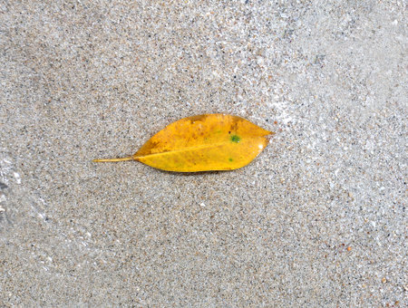beautiful yellow leaf on the sea sand are photographed close-up