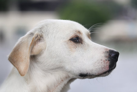 Beautiful portrait of a dog is photographed close-upの写真素材
