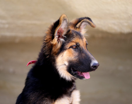 Beautiful puppy dog Shepherd photographed close upの写真素材