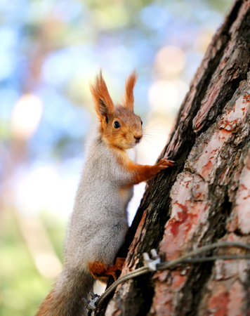 Beautiful portrait of a squirrel is photographed close-upの写真素材