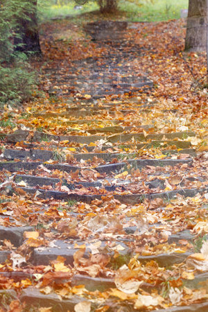 Beautiful yellow autumn leaves photographed close up