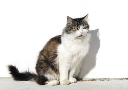 Beautiful beautiful cat looks big round eyesの写真素材