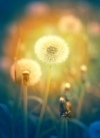 Beautiful dandelion flower photographed close up on colorful backgroundの写真素材