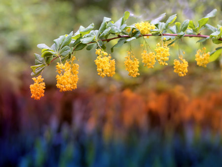Beautiful yellow flowers photographed close up on colorful backgroundの写真素材