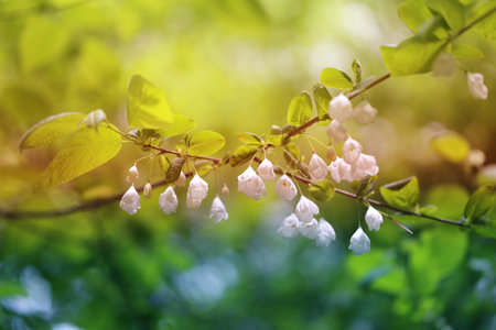 Beautiful delicate white flowers on a tree branchの写真素材
