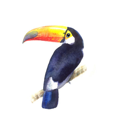 Bright watercolor Toucan bird on white backgroundの写真素材
