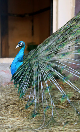 Photo portrait of a beautiful peacock in the spring during mating seasonの写真素材
