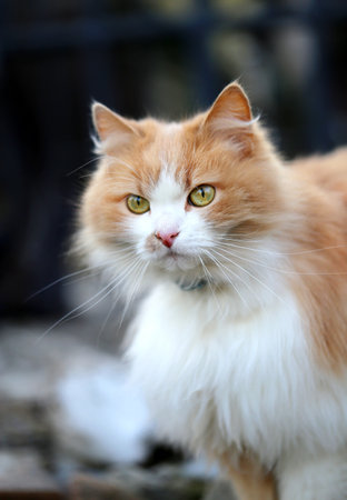 Bright portrait of a beautiful orange cat on the streetの写真素材