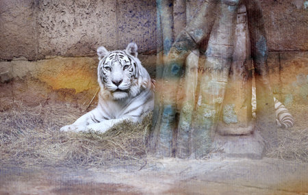 Photo beautiful white wild tiger in zooの写真素材