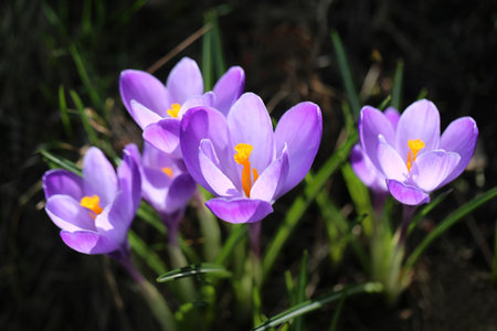Beautiful photo of purple crocuses on a bright spring grassの写真素材