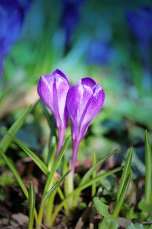Beautiful photo of purple crocuses on a bright spring grass