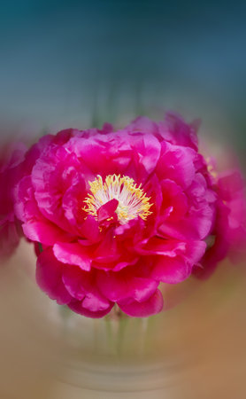 Retro Photo Unusual beautiful peony on a natural backgroundの写真素材