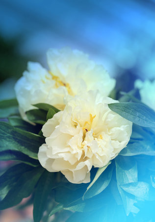 Photo retro beautiful peonies unusual natural backgroundの写真素材
