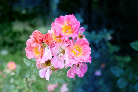 Photos magnificent shrub roses in the park summer dayの写真素材